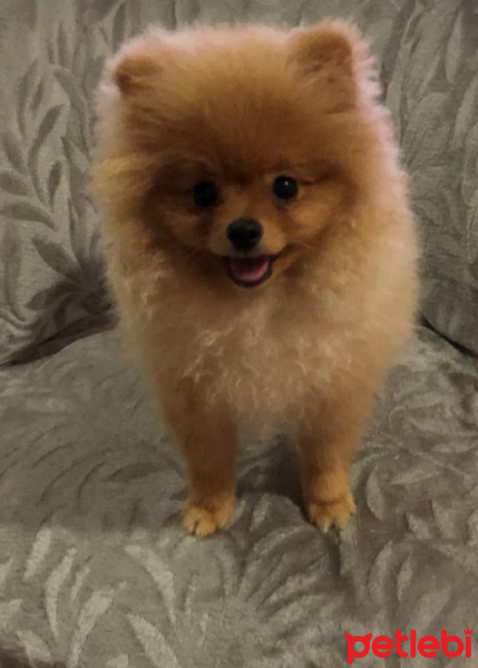 Pomeranyalı, Köpek  pepe fotoğrafı