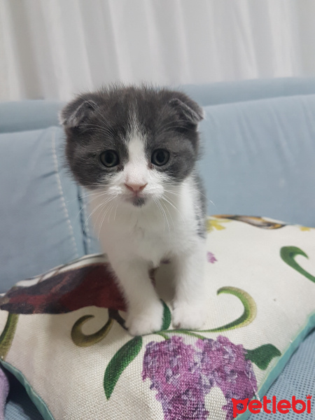 Scottish Fold, Kedi  Çitlek fotoğrafı