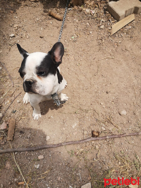 Fransız Bulldog, Köpek  Paşa fotoğrafı