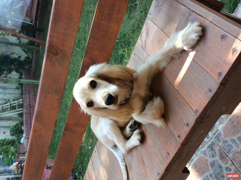 İngiliz Cocker Spaniel, Köpek  Poyraz fotoğrafı