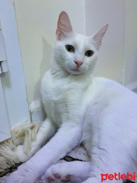 Ankara Kedisi, Kedi  Diana fotoğrafı