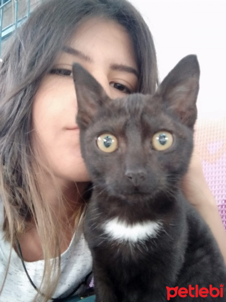 Bombay, Kedi  Özgür fotoğrafı