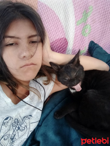 Bombay, Kedi  Özgür fotoğrafı