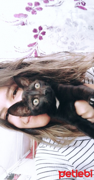 Bombay, Kedi  Özgür fotoğrafı