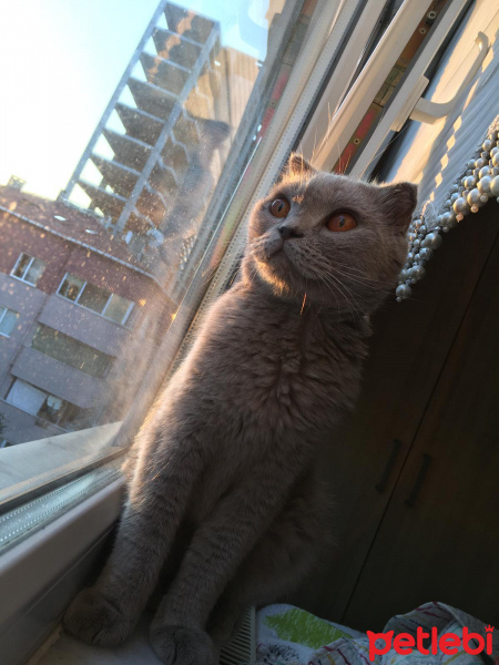 Scottish Fold, Kedi  Shiela fotoğrafı