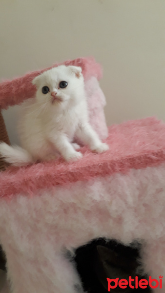 Scottish Fold, Kedi  Sütlaç fotoğrafı