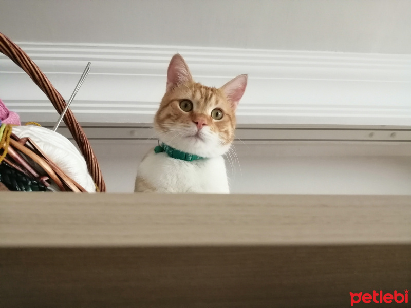 Sarman, Kedi  Susam fotoğrafı