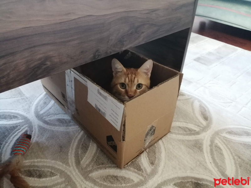 Sarman, Kedi  Susam fotoğrafı