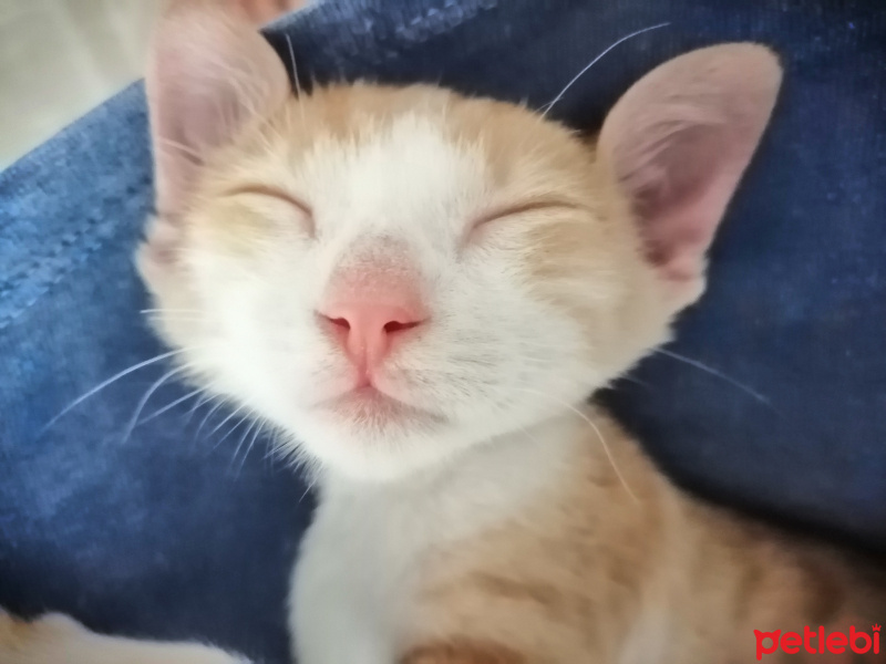 Sarman, Kedi  Fındık Fıstık fotoğrafı