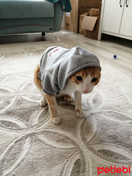 Sarman, Kedi  Fındık Fıstık fotoğrafı