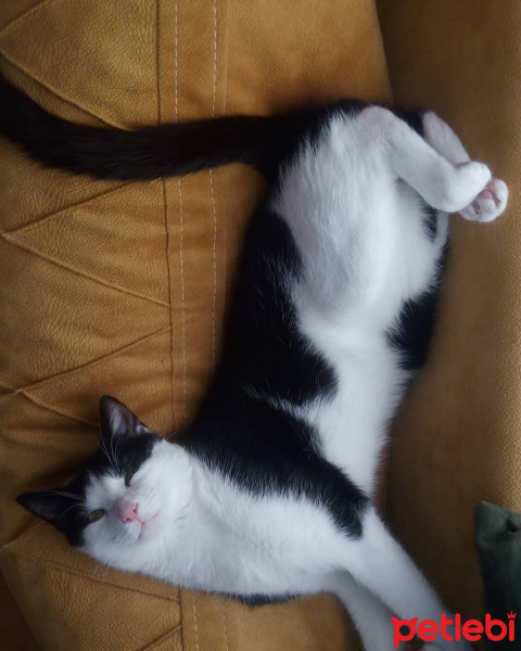 Tuxedo (Smokin) Kedi, Kedi  Ponçik fotoğrafı