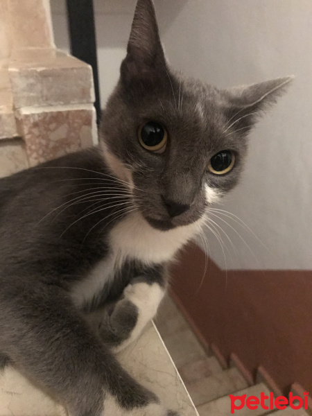 Soke, Kedi  Duman fotoğrafı