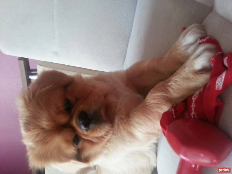 Pekingese, Köpek  Tarçın fotoğrafı