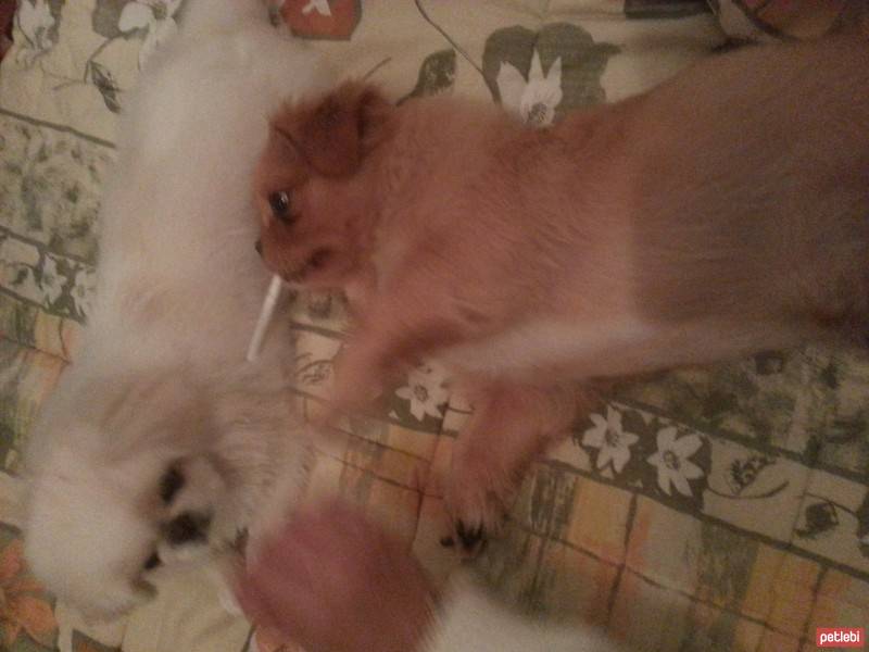 Pekingese, Köpek  Tarçın fotoğrafı