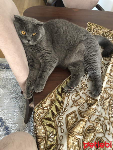 Scottish Fold, Kedi  Kitty fotoğrafı