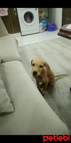 Golden Retriever, Köpek  Şila fotoğrafı