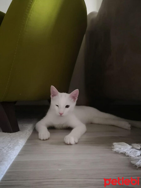 Tekir Kedi, Kedi  Bulut fotoğrafı