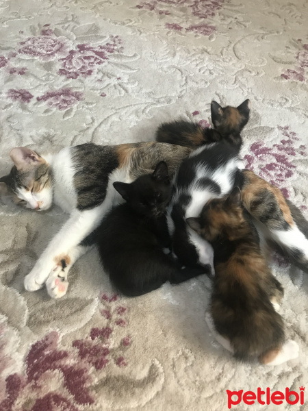 Tekir Kedi, Kedi  Şapşikler fotoğrafı