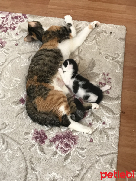 Tekir Kedi, Kedi  Şapşikler fotoğrafı