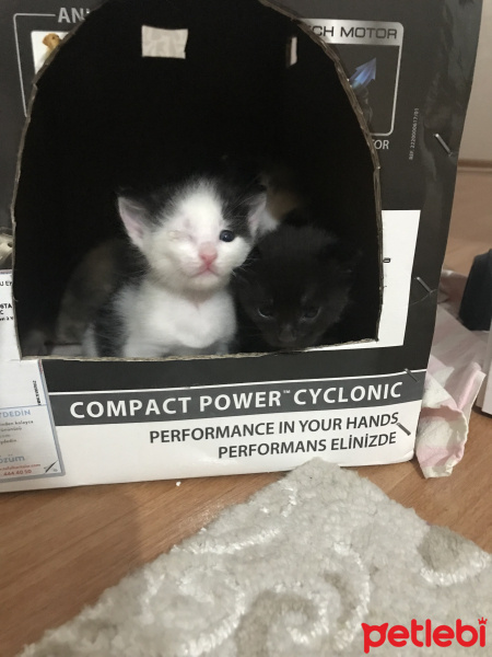 Tekir Kedi, Kedi  Şapşikler fotoğrafı