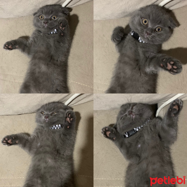 Scottish Fold, Kedi  Piko fotoğrafı