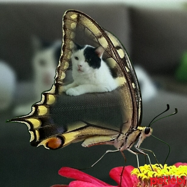 Sarman, Kedi  Lokum fotoğrafı