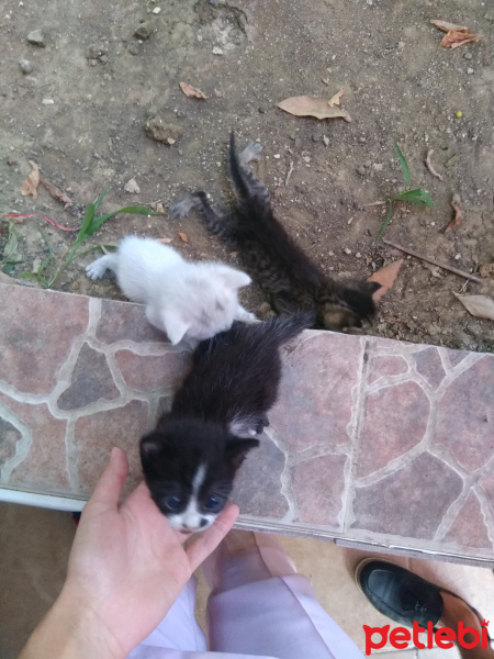 Tekir Kedi, Kedi  A fotoğrafı