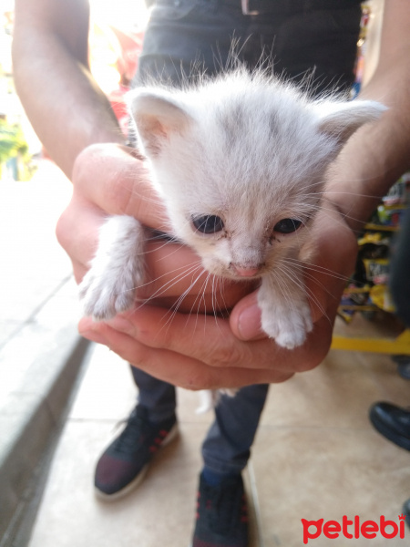 Tekir Kedi, Kedi  A fotoğrafı