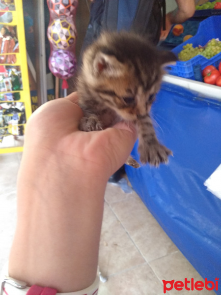 Tekir Kedi, Kedi  A fotoğrafı
