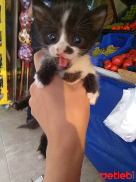 Tekir Kedi, Kedi  A fotoğrafı