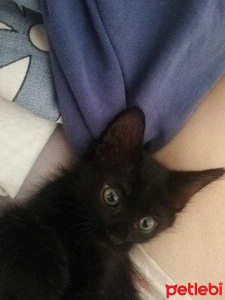 Tekir Kedi, Kedi  Cookie fotoğrafı