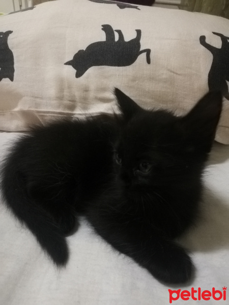Tekir Kedi, Kedi  Cookie fotoğrafı