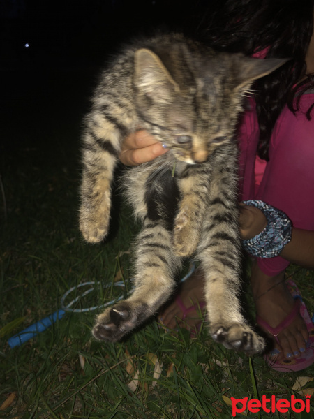 Tekir Kedi, Kedi  Minnoş fotoğrafı