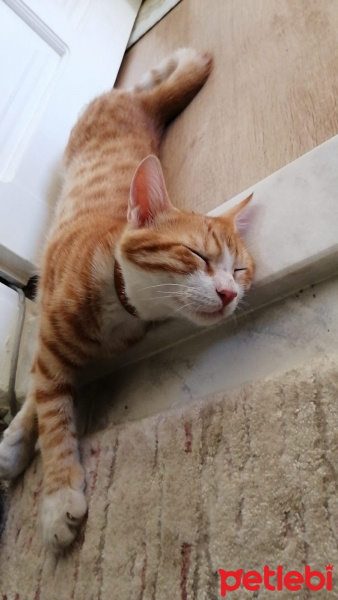 Sarman, Kedi  Anya fotoğrafı