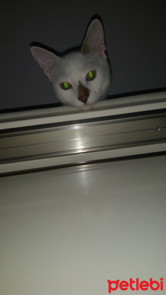 Tekir Kedi, Kedi  Luna fotoğrafı