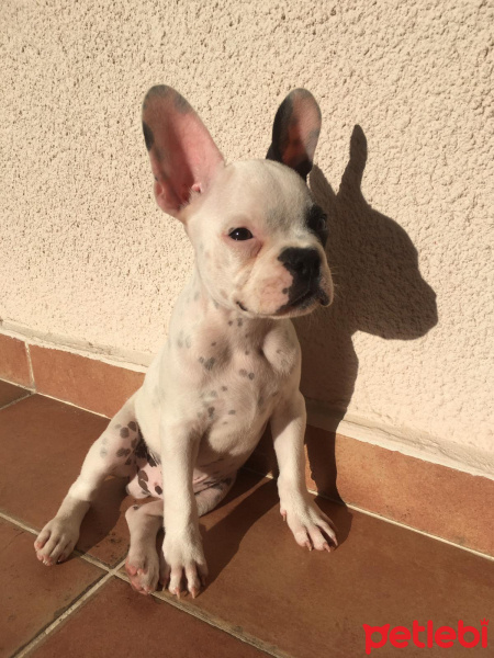 Fransız Bulldog, Köpek  Bugs fotoğrafı