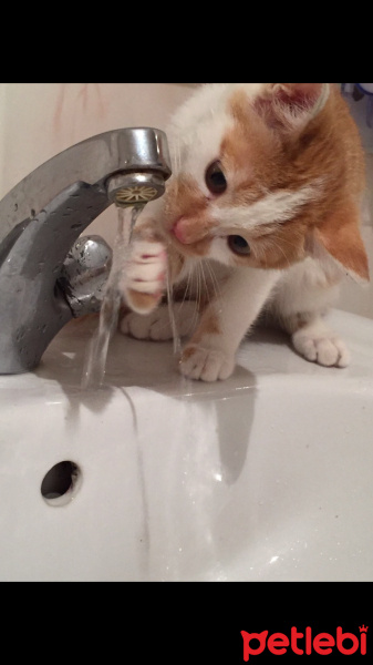 Sarman, Kedi  maya fotoğrafı