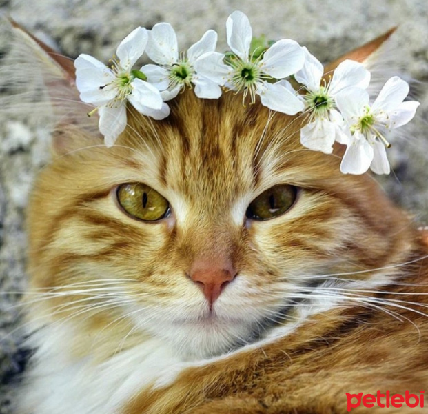 Sarman, Kedi  Balım fotoğrafı