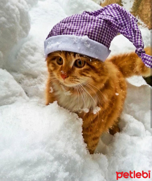 Sarman, Kedi  Balım fotoğrafı