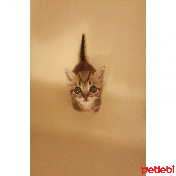 Tekir Kedi, Kedi  Mia fotoğrafı