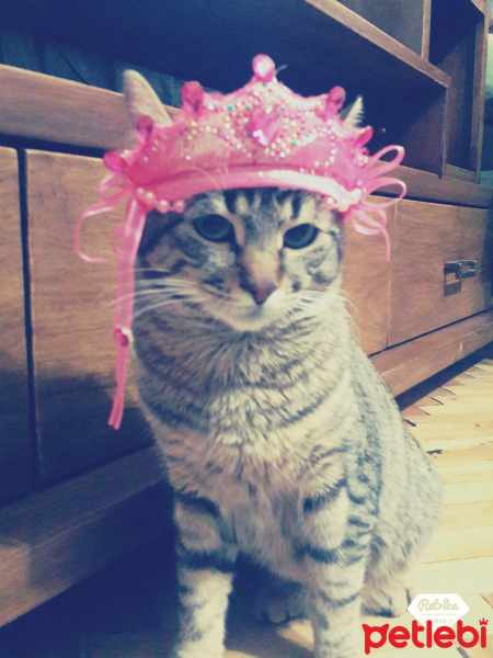 Tekir Kedi, Kedi  Mia fotoğrafı