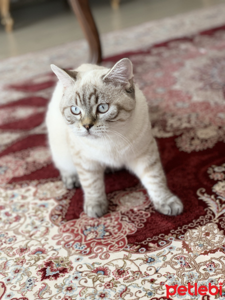 British Shorthair, Kedi  Paşa fotoğrafı
