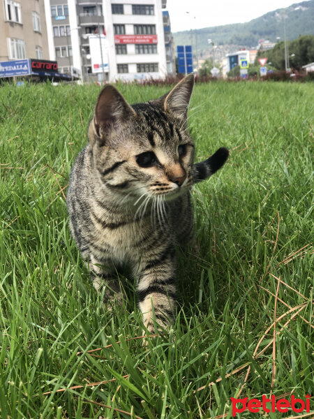 Tekir Kedi, Kedi  Işık fotoğrafı