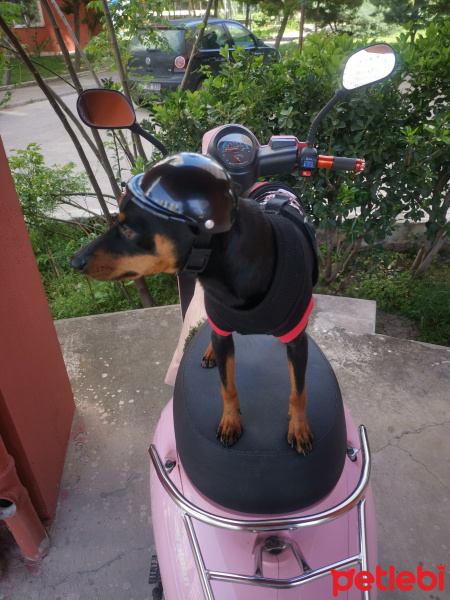Doberman Pinscher, Köpek  Blackie fotoğrafı