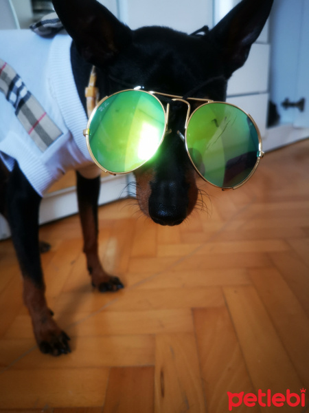 Doberman Pinscher, Köpek  Blackie fotoğrafı