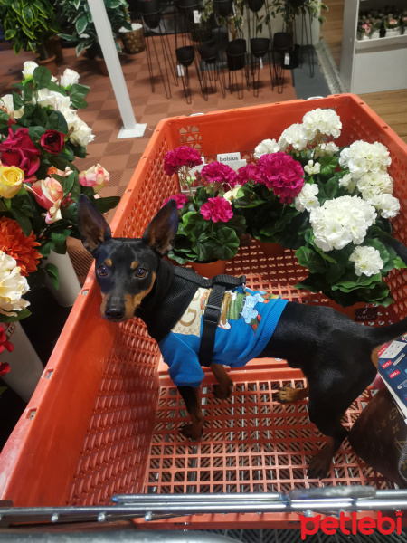 Doberman Pinscher, Köpek  Blackie fotoğrafı