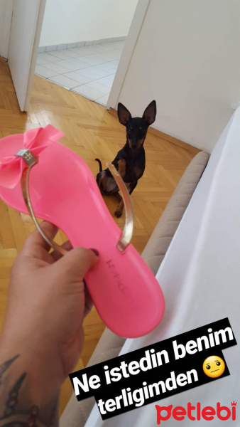 Doberman Pinscher, Köpek  Blackie fotoğrafı