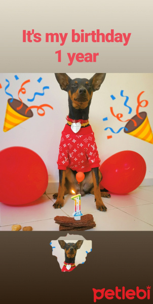 Doberman Pinscher, Köpek  Blackie fotoğrafı