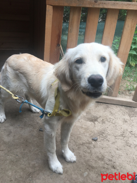 Golden Retriever, Köpek  Daisy fotoğrafı