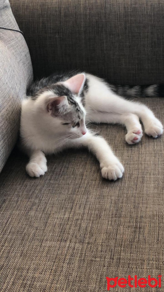 Tekir Kedi, Kedi  Morty fotoğrafı